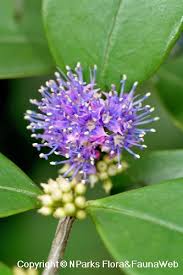 Image result for Memecylon myrianthum