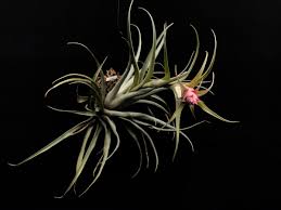 Here are some helpful navigation tips and features. Tillandsia Calochlamys Tillandsia Bonsai Nursery Air Plants