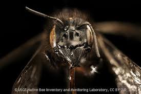 Image result for Mostuea batesii