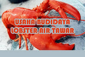 Usaha Budidaya Lobster Air Tawar Makanan Udang