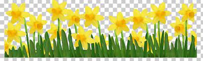 Daffodil Png American Daffodil Society Clip Art Commodity Computer Wallpaper Daffodil Daffodils Daffodil Photography Wallpaper