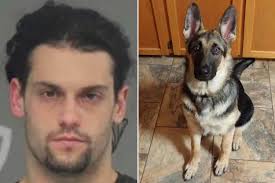 Main location is petsmart 241 route 9w, glenmont ny. New York Man Killed German Shepherd And Threw It In Trash Cops