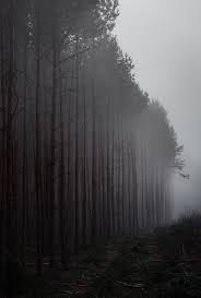 Dennybitte Misty Woods Nature Nature Photography Scenery