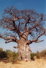 Image result for Adansonia digitata