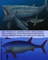 Image result for Paratheria