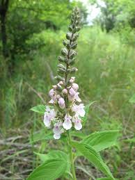 Image result for Teucrium
