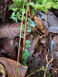 Image result for Asplenium uschiae