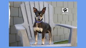 Short chocolate brown with tan highlights. Pet Of The Week Ralphie A Min Pin Chihuahua Mix For Adoption Coronado Times