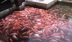 Beli bibit nila merah online berkualitas dengan harga murah terbaru 2021 di tokopedia! Peternak Ikan Nila Merah Raih Omzet Rp100 Juta Per Bulan