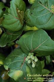 Image result for Coccoloba