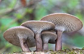 Image result for Polyporus pendulus