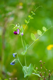 Image result for Pisum