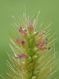 Image result for Setaria parviflora