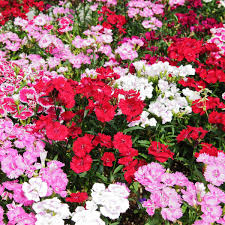 The flowers blossom early summer to midsummer. Low Maintenance Plants For Sunny Areas Dengarden
