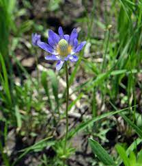 Carolina Anemone