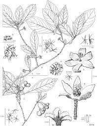 Image result for Cola mossambicensis