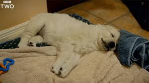 Cute gif,dog gif,golden retriever gif,pet gif,puppy gif,so cute gif. Cute Dog Bbc Puppy Tired Sleepy Yawn Stretch Bbc Two Exhausted Bbc 2 Golden Retriever Gif Gif