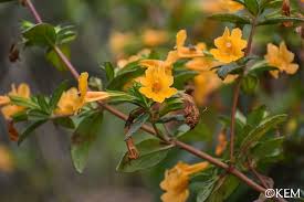 Image result for Mimulopsis runssorica