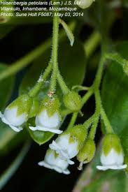 Image result for Hilsenbergia