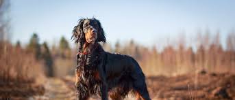 Check spelling or type a new query. Gordon Setter All About Dogs Orvis
