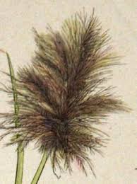 Image result for Aristida stenostachya