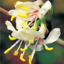 We did not find results for: Honeysuckle Winter Beauty Honeysuckle Winter Beauty Lonicera Purpusii Winter Honeysuckle S Winter Plants Cottage Garden Plants Best Smelling Flowers