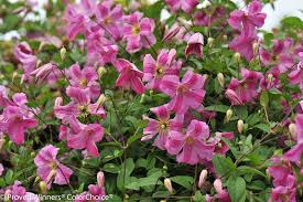 One of the tallest of these clematis, 'princess diana' will reach a height of 3m. Pink Mink Clematis X Proven Winners