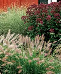 Pin On Garden Plants