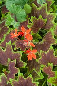 Pin By Guinn Bandy On Rosliny Plants Geraniums Foliage Plants Pelargonium