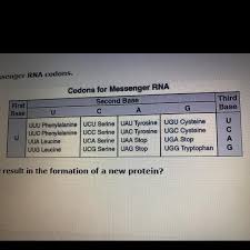 Why does tryptophan have to be coded i really was puzzling about that and my working hypothesis that there is a role for tryptophan in protein translation control yet to be discovered as a. The Table Shows A Few Messenger Rna Codons Which Point Mutation Would Result In The Formation Of A Brainly Com