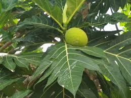 Manfaat buah sukun, resep masakan rumahan. A Flexible Breadfruit Buah Sukun Yang Fleksibel 2 Language Steemit