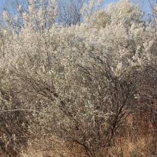 Image result for Tarchonanthus camphoratus