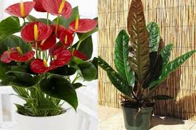 8 cara menanam bunga gelombang cinta dalam pot #caramenanambungagelombangcinta #ciptaalami. 7 Jenis Anthurium Tanaman Yang Cocok Untuk Dekorasi Rumah Eksotis
