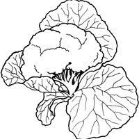 Desenhos de leão para colorir. Desenhos De Verduras Para Colorir Tudodesenhos