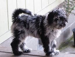 Blue Merle Labradoodles Are So Beautiful Labradoodle Labradoodle Puppy Labradoodle Puppies For Sale