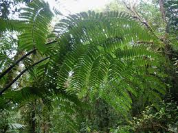Image result for Cyathea capensis