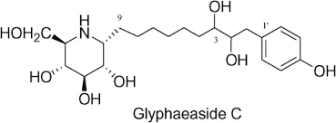 Image result for Glyphaea