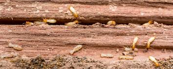 Termites are pests that chow down on a valuable asset: Treating Wood To Prevent Termites Vulcan Termite Pest Control