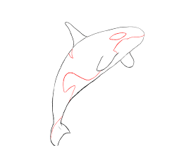 It's super easy art tutorial for kids and adults, only follow me step by st. How To Draw A Killer Whale Draw Central