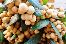 Longan fruit tree for sale. Longan Trees Kauai Seascapes Nursery Inc