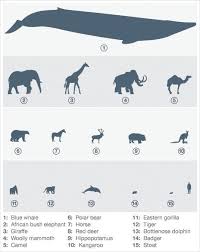 image result for comparative brain size chart whale cat