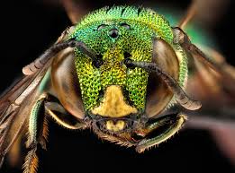 Check out the daily updated ads for carpenter jobs through opensooq in uae , the best way to connect you with the recruitment agencies easily and fast. Wallpaper Face Portrait Eyes Stacked Green Yellow Texture Hawaii Shiny Antenna Oahu Hymenoptera Head Bee Eye Wasp Male Pest Metallic Hornet Macrophotography Close Up Macro Photography Invertebrate Arthropod Organism Membrane