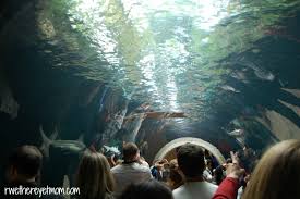 Dallas World Aquarium Dallas Tx R We There Yet Mom Dallas World Aquarium World Aquarium