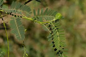 Image result for Sesbania sesban