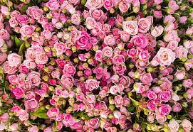 Pink rose 4k is part of the flowers wallpapers collection. Hd Wallpaper Pink Roses 4k Wallpaper Flare