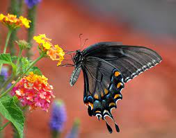 Check spelling or type a new query. 17 Best Plants And Flowers For Attracting Butterflies Gardensall