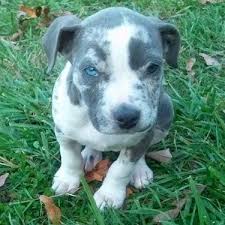 Blue Merle Pitbull Google Search Merle Pitbull Pitbulls Cute Puppies