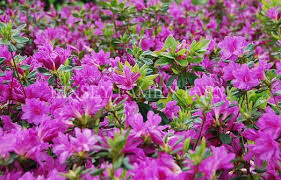 Image result for Azalea azaleas