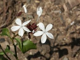 Image result for Plumbago zeylanica