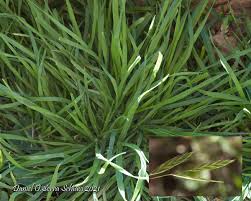Image result for Bromus catharticus